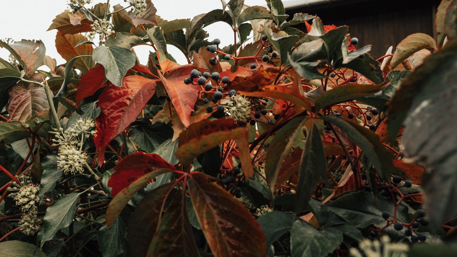 Wilder Wein mit roten Herbstblättern und dunkelblauen Beeren vor einer Holzwand