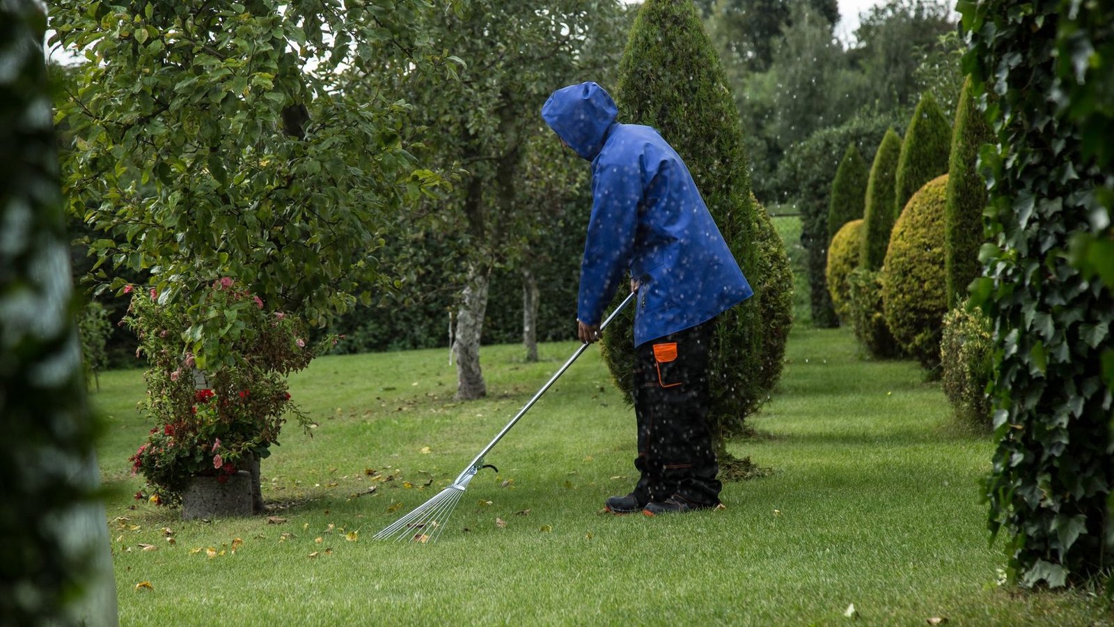 Person in blauer Regenjacke harkt Laub von einem Rasen zwischen Obstbaum und Formgehölzen